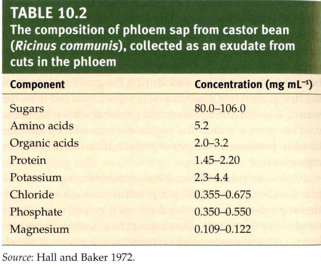 Composition of phloem sap from castor bean Castor oil plant Ricinus